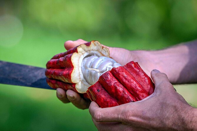 10 Bar Hawaiian Craft Chocolate Tasting Experience - Meeting Jude and learning at a relaxed pace