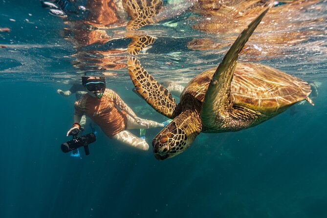 4-Hour Rarotonga Going Troppo Nightlife Tour - Three or four bars, with short visits before the late stop