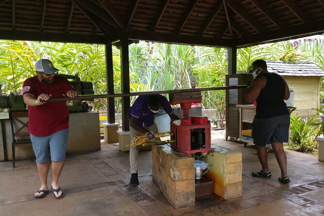 Appleton Estate Rum Tour and Pelican Bar Customize Tour - The bamboo-lined road makes a memorable first stop