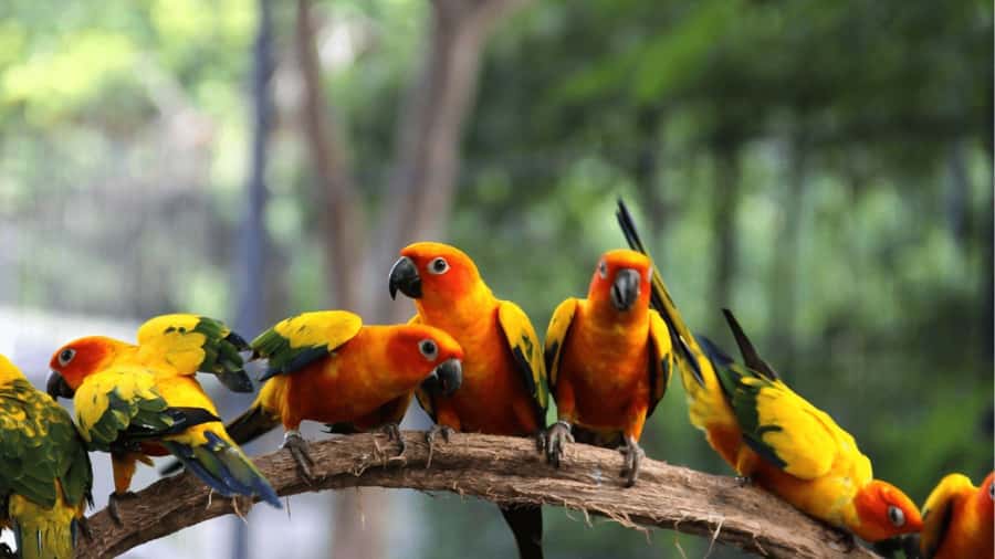Cartagena: Cristal Beach Day Trip with Cocktail and Lunch - The National Aviary deserves the extra stop