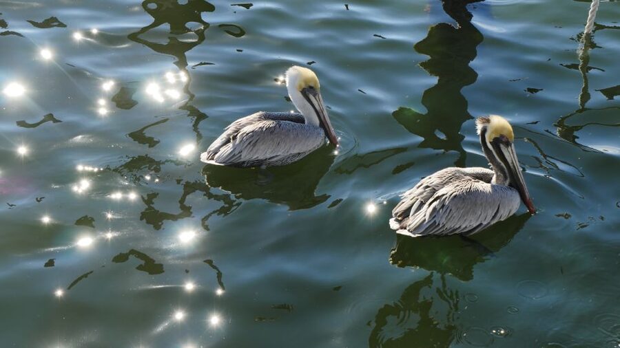 Charleston: Harbor Bar Pedal Boat Party Cruise - Wildlife, breeze, and the natural side of the trip