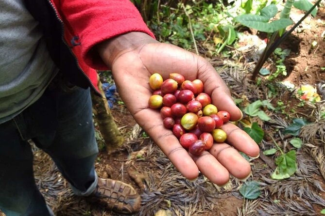 Day trip to Materuni waterfall, Coffee tour and Moshi Nightlife - What the $70 price really covers