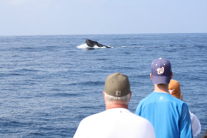 'Imiloa Express Whale Watch and Cocktail Tour - Key points to know before you go