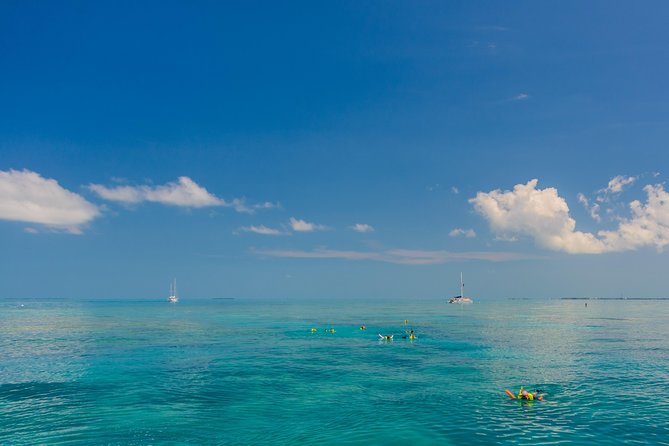 Key West Afternoon Snorkel Sail with Unlimited Cocktails! - What you may see on the shallow reef
