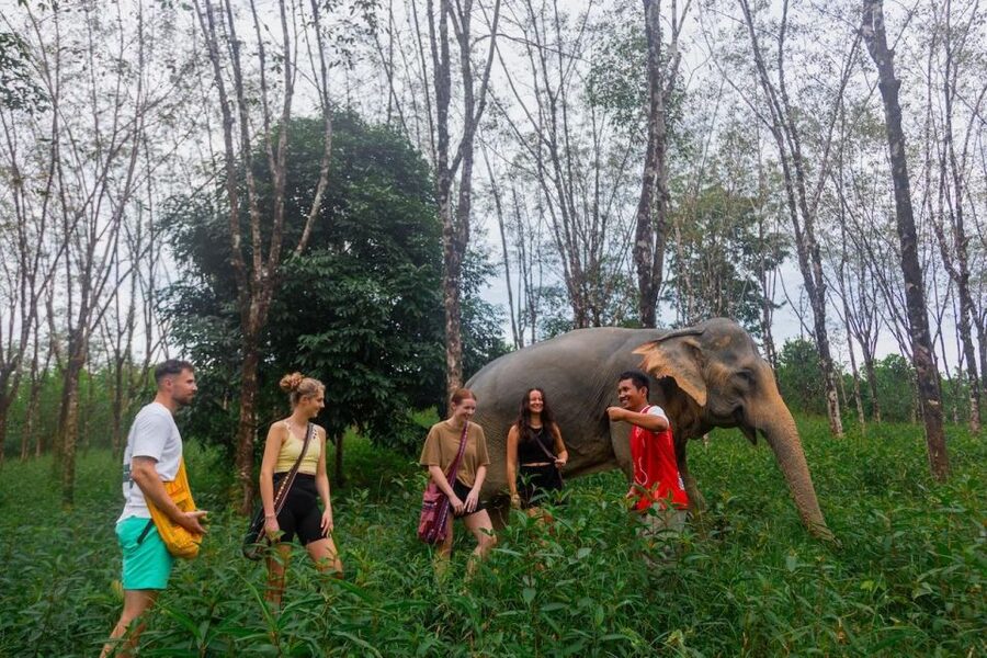 Khaolak: Sunset Elephant Walk with Complimentary Cocktail - At a glance: what makes this outing worthwhile