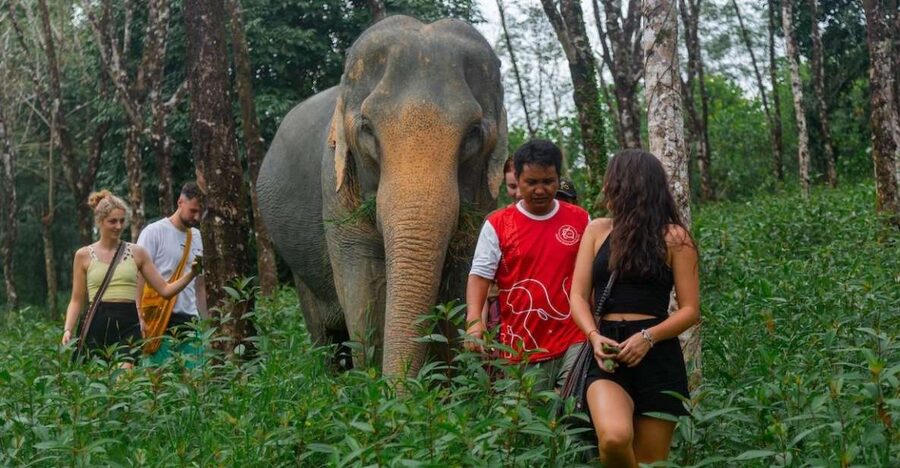 Khaolak: Sunset Elephant Walk with Complimentary Cocktail - Walking beside an elephant through the jungle
