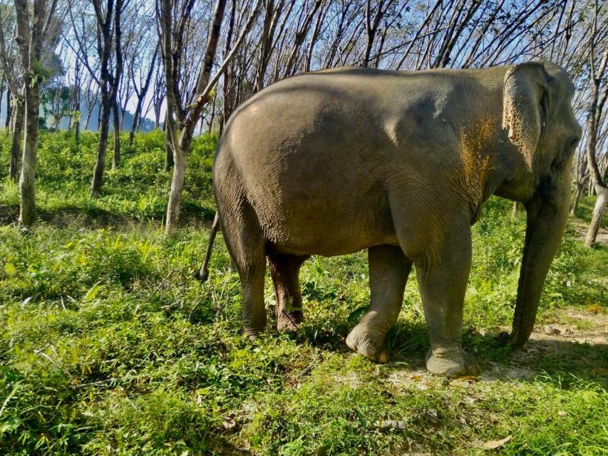 Khaolak: Sunset Elephant Walk with Complimentary Cocktail - How ethical are the elephant encounters?