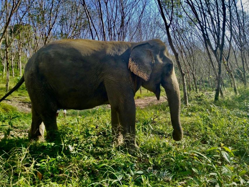 Khaolak: Sunset Elephant Walk with Complimentary Cocktail - Is $40 a fair price?