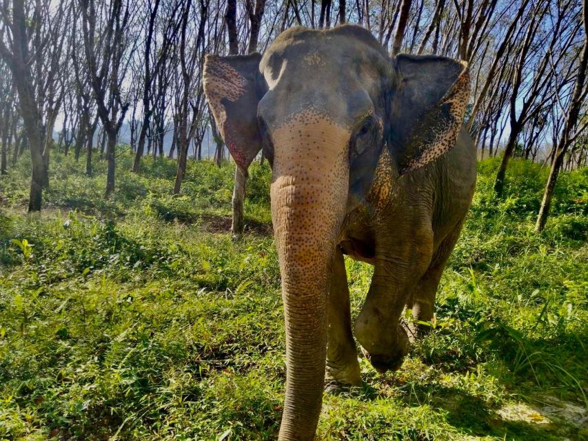 Khaolak: Sunset Elephant Walk with Complimentary Cocktail - Who will enjoy this Khaolak evening?