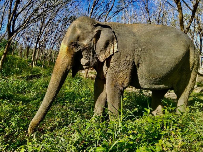 Khaolak: Sunset Elephant Walk with Complimentary Cocktail - Should you book the sunset elephant walk?