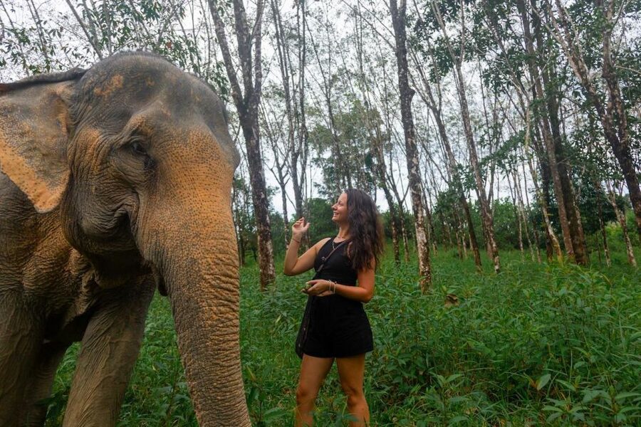 Khaolak: Sunset Elephant Walk with Complimentary Cocktail - Feeding bananas and meeting the elephants