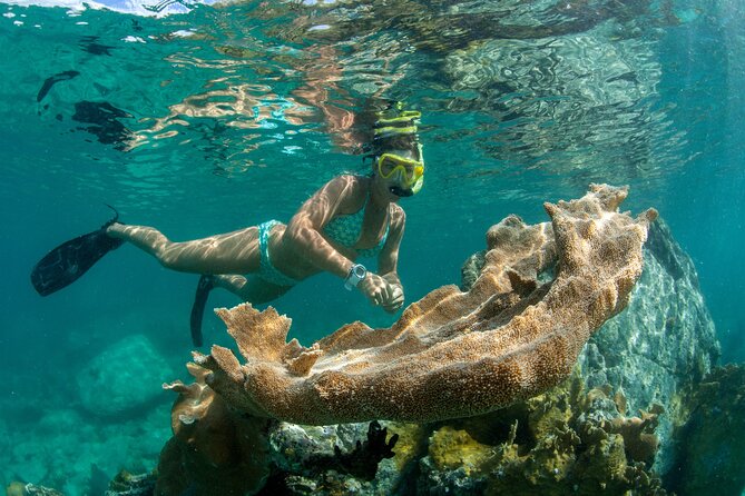 Maho Bay Turtle Snorkel with Lunch and Bar at Frenchman's Reef - Key points to know before booking