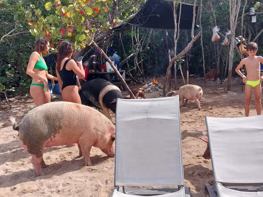 Nassau: Snorkeling, Swimming Pigs, Turtles & beach bar - What the four-hour route is really like