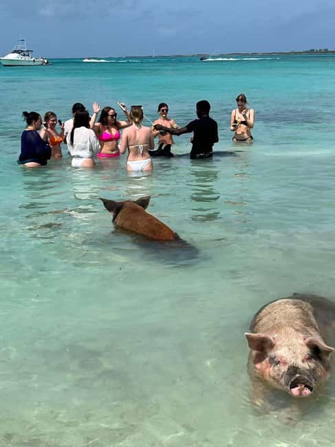 Nassau: Snorkeling, Swimming Pigs, Turtles & beach bar - Is $210 a fair price?
