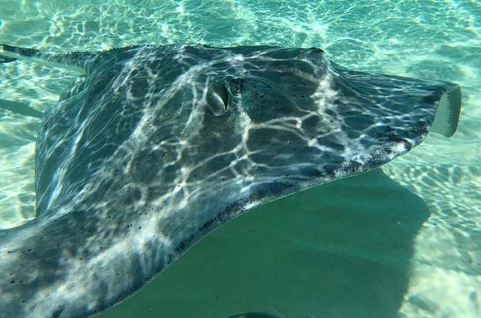 Private FullDay Stingray City, Snorkeling, Kaibo Bar & Grill and Starfish Beach - The Chaparral boat and what is included