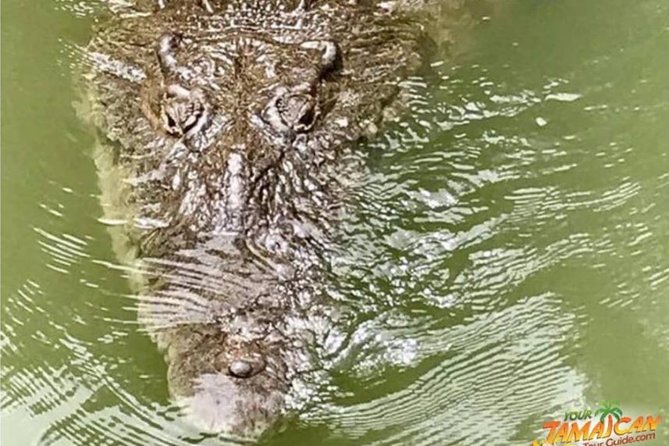 [PRIVATE] YS Falls, Black River, Pelican Bar - Entrance & Lunch - Pelican Bar: a drink on a sandbar