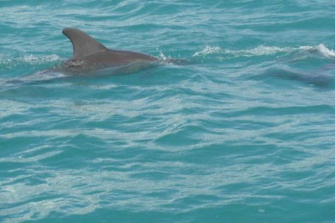 [PRIVATE] YS Falls, Black River, Pelican Bar - Entrance & Lunch - Black River safari: crocodiles and quiet water