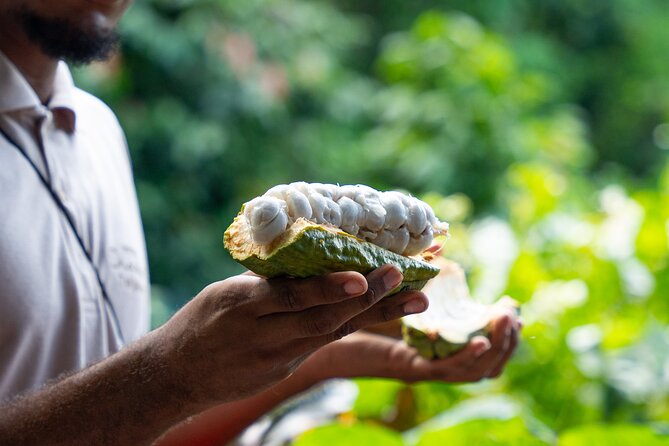Project Chocolat Tree to Bar Tour at Hotel Chocolat Saint Lucia - Key points to know before you book