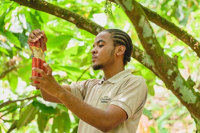 Project Chocolat Tree to Bar Tour at Hotel Chocolat Saint Lucia - What the Project Chocolat experience is really like