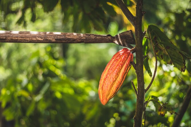 Project Chocolat Tree to Bar Tour at Hotel Chocolat Saint Lucia - From cacao pod to handmade chocolate bar