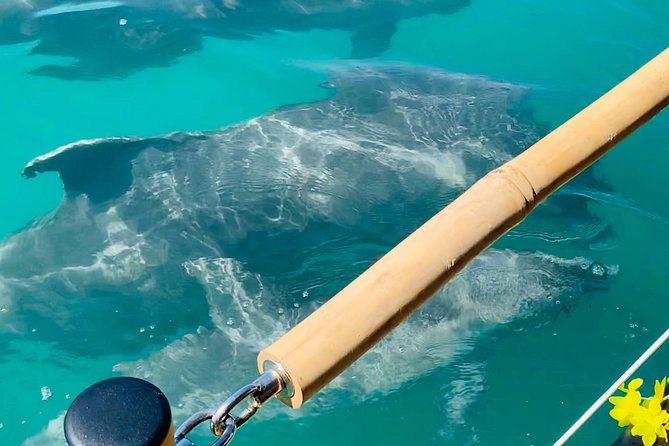 Tiki Boat - Clearwater - The Only Authentic Floating Tiki Bar - Dolphins, manatees, and the wildlife question