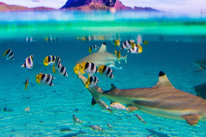 Toa Boat Bora Bora Private Lagoon Tour On Entertainer Bar Boat - Comfort, music, and the option to slow down