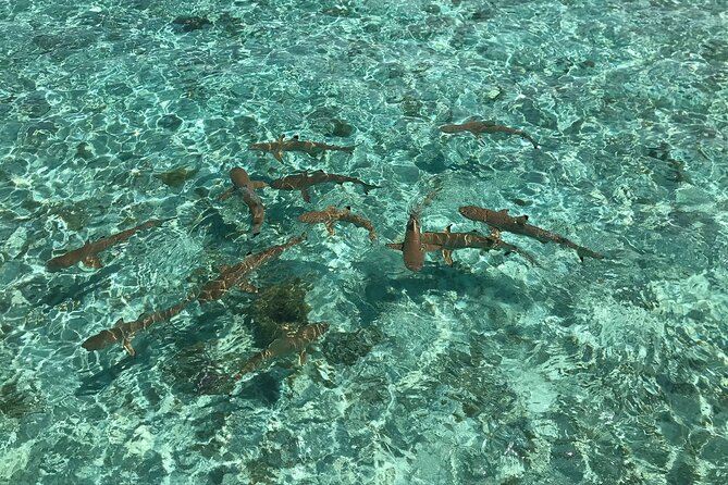 Toa Boat Bora Bora Private Lagoon tour with Lunch on Entertainer Bar Boat - Who Should Book This Experience?