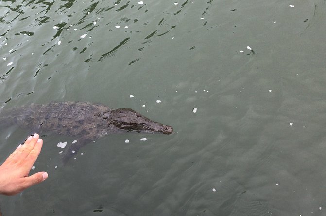 YS Falls, Black River Safari, Floyd’s Pelican Bar - Why private transport changes the day