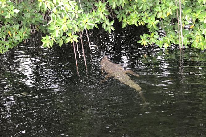 YS Falls, Black River Safari, Floyd’s Pelican Bar - Is $179.50 a fair price?